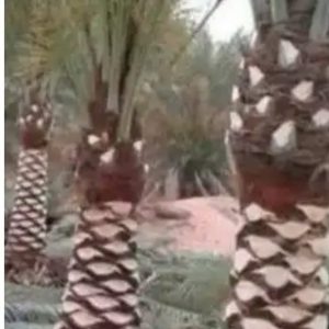 256543095_1562413994150857_1935739674539491885_n