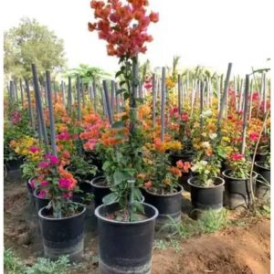 256832277_4635002123209428_7331905162983388238_n