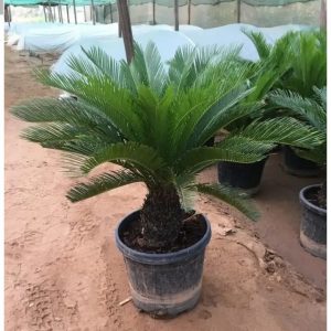 257213985_303443428119093_6653553058590516760_n